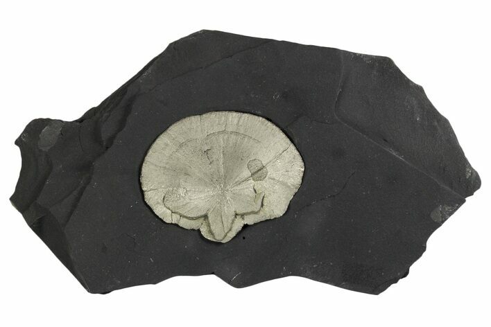 Pyrite Sun on Slate - Sparta, Illinois #348944
